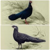 ‡ R. DAVID DIGBY (b. 1936) pair of limited edition colour prints - Grey Peacock Pheasant (114/