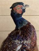 TAXIDERMY COCK PHEASANT, mounted perched on a branch, with wall hanger Provenance: deceased estate