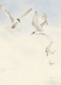 ‡ PHILIP SNOW (British, born 1947) watercolour - 'Common terns, Cemlyn', signed in pencil, 25.5 x