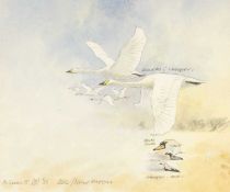 ‡ PHILIP SNOW (British, born 1947) watercolour - British Swans, featuring Bewick's swan and