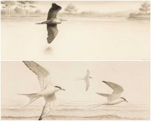 ‡ PHILIP SNOW (British, born 1947) watercolour - Common terns, original book illustration for p. 124