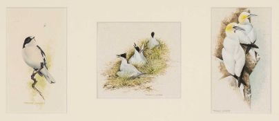 ‡ TERENCE LAMBERT (b.1951) watercolour - a trio of bird studies, a Pied Flycatcher, nesting Sandwich