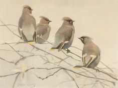 ‡ DARREN REES (b.1961) watercolour - a group of four Bohemian Waxwings perched on a branch,