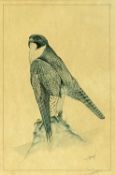 ‡ ERIC H. PEAKE MSWA (b. 1940) limited edition (136/500) colour print - Male Peregrine Falcon,