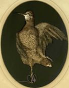 VICTORIAN TAXIDERMY MOUNT OF A WOODCOCK, displayed in glazed frame, 41 x 31cms Provenance: