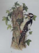 AFTER ARCHIBALD THORBURN (1860-1935) four limited edition colour prints - birds of prey, with