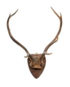 TAXIDERMY PAIR OF SKULL MOUNT DEER ANTLERS, on pine shield, 51cms span Provenance: private