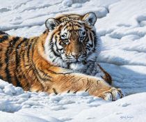 ‡ STEVE BURGESS (English, b.1960) oil on board - tiger in snow, signed, 24.5 x 29.5cms Provenance: