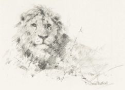 ‡ DAVID SHEPHERD (British, 1931-2017) pencil - portrait of lion, on Halcyon Galley label,