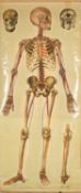 ANATOMICAL CHART, large scale, canvas backed, by J. Teck, 70 (w) x 163cms (l) Auctioneer's Note: