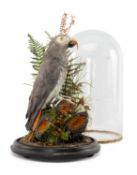 TAXIDERMY SPECIMEN OF AN AFRICAN GREY PARROT, Psittacus erithacus, attributed to Lewis Hutton of