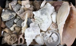 COLLECTION OF TROPICAL SHELLS & FOSSILS, minerals and artifacts Provenance: private collection