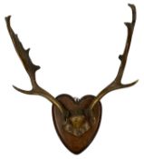 PAIR OF ANTLERS on shield mount, approx. 56cms span Provenance: private collection Conwy