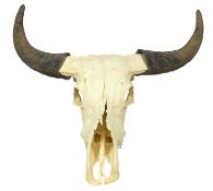 ASIAN WATER BUFFALO SKULL & HORNS, probably young adult, widest span 68cms, 77cms (h) Provenance: