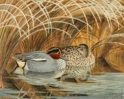 ‡ CHARLES FREDERICK TUNNICLIFFE OBE RA (English, lived / worked Wales 1901-1979) watercolour -