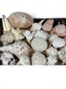 COLLECTION OF SEASHELLS & CORAL, including queen conch, marine snail, giant clam, spider conch,