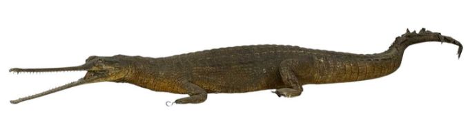 TAXIDERMY LATE VICTORIAN GHARIAL CROCODILE (Gavialis Gangeticus), c. 1880-1900, a full mount
