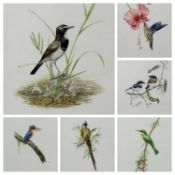 ‡ ANDREW KAMITI (Kenyan, b. 1970) six watercolours - ornithological studies, 35 x 25.5cms (6)