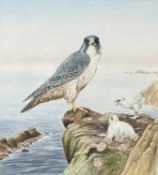 ‡ GERALD DEWSBURY (British, works Wales, b. 1957) watercolour - peregrine falcon with young, perched