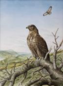 ‡ GERALD DEWSBURY (British, works Wales, b. 1957) watercolour - buzzard perched on branch, with mate