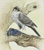 ‡ GERALD DEWSBURY (British, works Wales, b. 1957) watercolour - sparrowhawk with starling prey