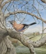 ‡ GERALD DEWSBURY (British, works Wales, b. 1957) watercolour - jay perched on a branch, extensive