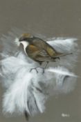 ‡ ERIC HARRIES PEAKE MBE (Welsh b. 1940) watercolour and bodycolour - study of a Dipper, signed