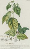 CHRISTOPH JAKOB TREW (German 1695-1769) hand-coloured engraving with margins - The Abroma (foliis