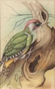 ‡ BASIL EDE (British, 1931-2016) watercolour - 'Green Woodpecker', signed lower left, 27 x 17cms