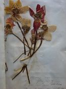 Rhodius/Andreae - Tagebuch