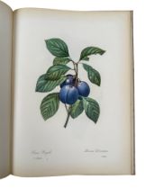 Pierre-Joseph Redoute, Fruits and Flowers