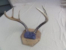 6-Point Antler Mount. Overall Great Condition