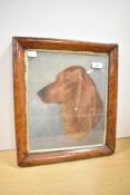 A early 20th-century framed portrait of an Irish Setter Dog, presumed to be of oil pastel, featuring