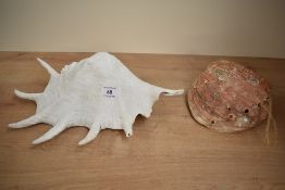 Two large seashells, to include a giant abalone shell and a giant spider conch shell, (2), condition