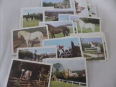 TRADE CARDS ANGLO CONFECTIONERY LTD 1966 THE HORSE 65/66 CARDS Near complete full set of this 1966