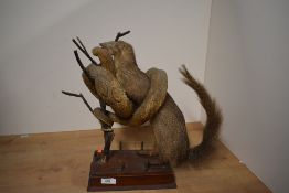 A Victorian taxidermy study of mongoose with a snake mounted on a plinth