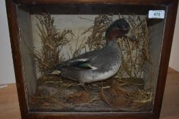 A cased taxidermy study of a teal measuring 39cm x 33cm x 15cm with an autumnal naturalistic