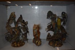 Some small birds, victorian taxidermy studies mounted on branches between a red squirrel possibly