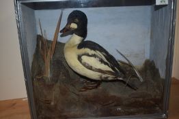 A cased diorama of a Golden Eye duck in naturalistic surroundings measuring 46cm x 40cm x 18cm