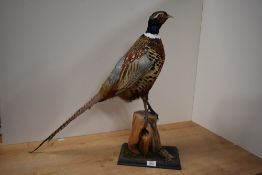 A taxidermy study of a cock pheasant mounted on a tree stump and wooden plinth