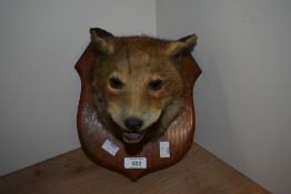A Taxidermy fox mask mounted on an oak shield bearing taxidermists label to rear 'R Raine of