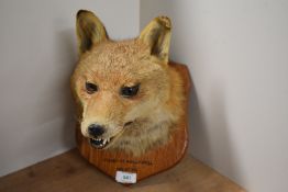 A taxidermy fox mask mounted on a wooden shield with the inscription killed at Hollywell dec 31st