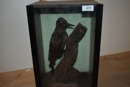 A Victorian taxidermy study of a woodpecker perched on the side of a tree trunk
