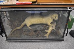A cased Victorian taxidermy study of an otter full mount with prey in naturalistic surroundings