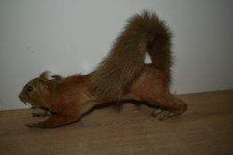 A taxidermy study of a red sqirell unmounted