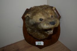 A Taxidermy Otter mask mounted on an oak shield bearing taxidermists label to rear 'R Raine of