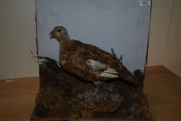 A taxidermy study of a grouse some discolouration to the red around the eye set on a naturalistic