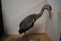 A taxidermy study of a heron mounted on a wooden plinth