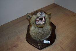 A taxidermy study of a fox mask mounted on a wooden shield with taxidermist label for T Salkeld of