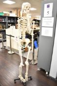 A life-sized mid 20th-century anatomical human skeleton model, featuring articulated and